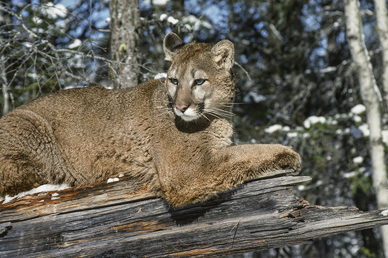 Image of Cougar