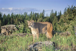 Image of Cougar