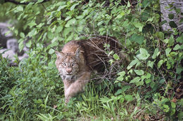 Image of American lynx