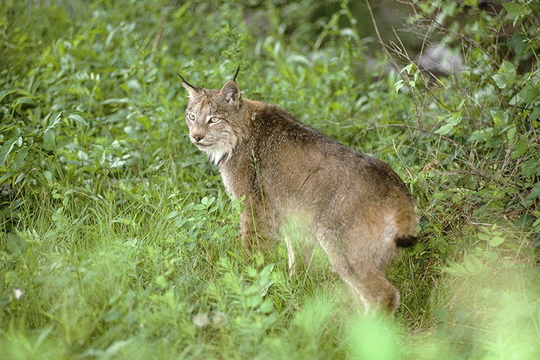 Imagem de Lince-do-canadá