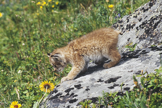 Image of American lynx