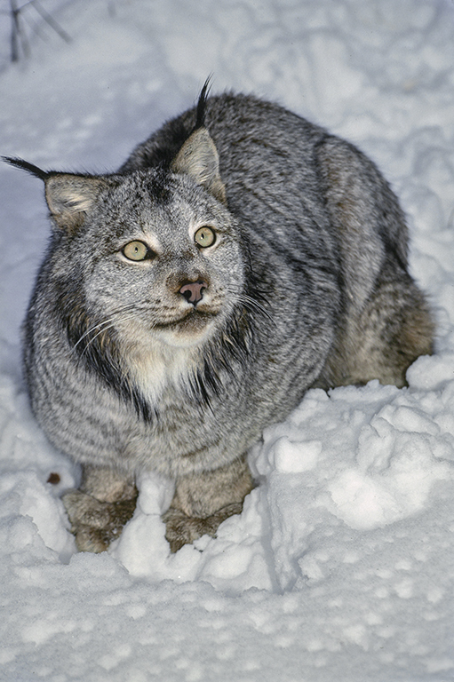 Image of American lynx