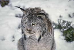 Image of American lynx