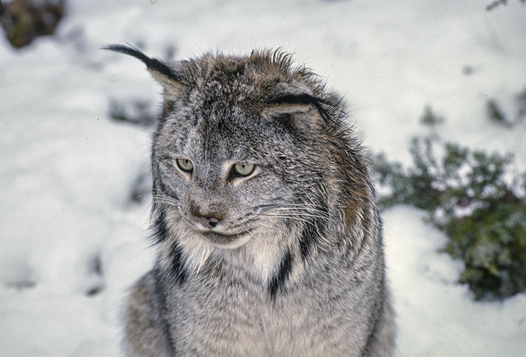Image de Lynx du Canada