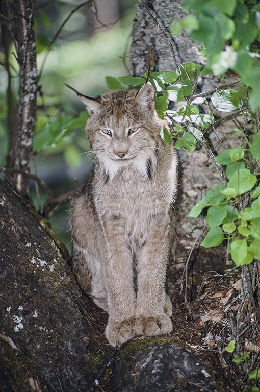 Imagem de Lince-do-canadá