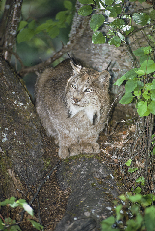 Image of American lynx