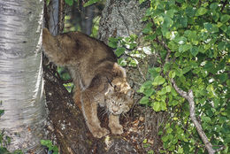 Image of American lynx