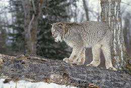 Image of American lynx