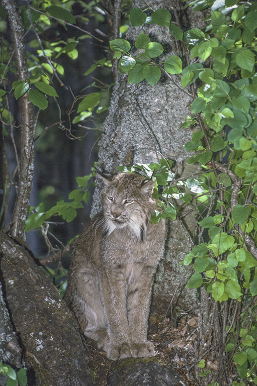 Image of American lynx