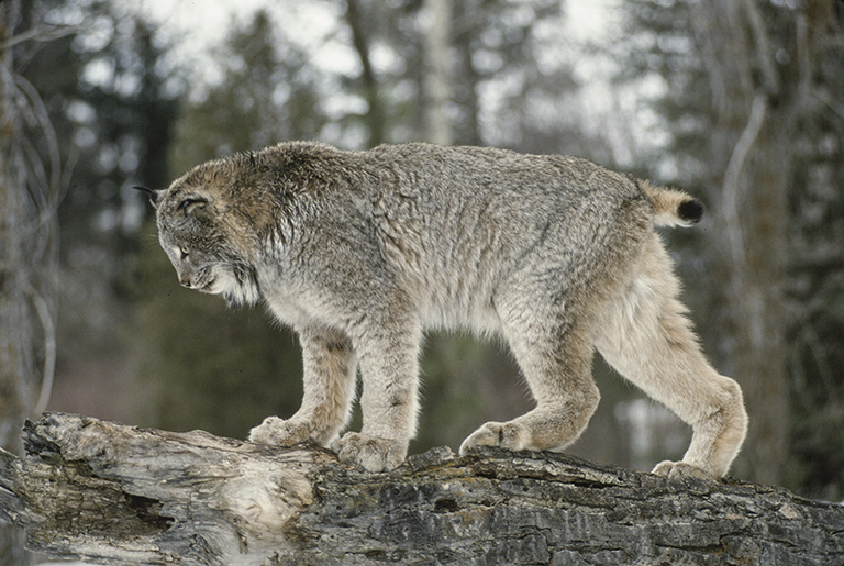 Image of American lynx