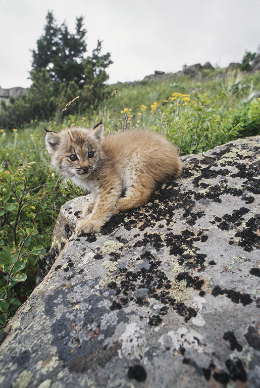 Imagem de Lince-do-canadá