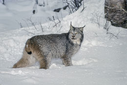 Image of American lynx