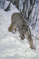 Image of American lynx