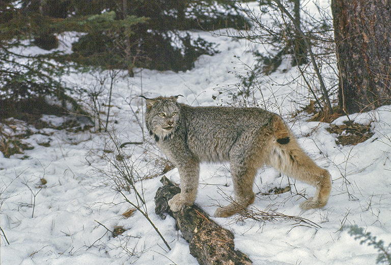 Image of American lynx