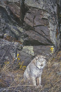 Image of American lynx