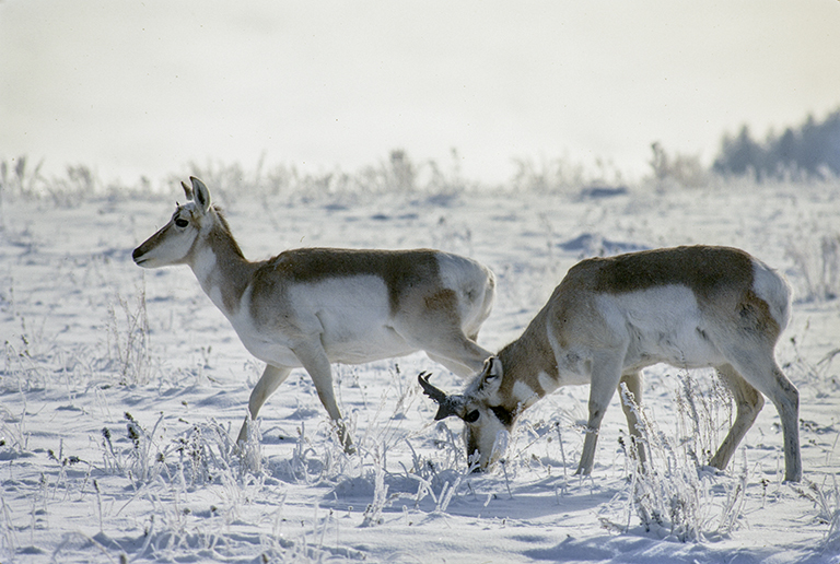 Image of pronghorn