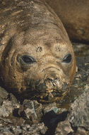 Image of South Atlantic Elephant-seal