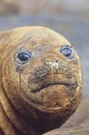 Image of South Atlantic Elephant-seal