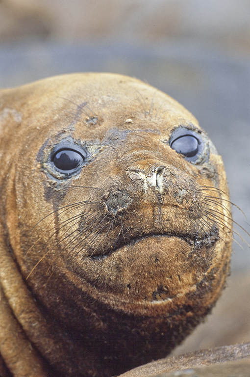 Image of South Atlantic Elephant-seal