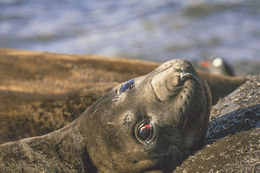 Image of South Atlantic Elephant-seal