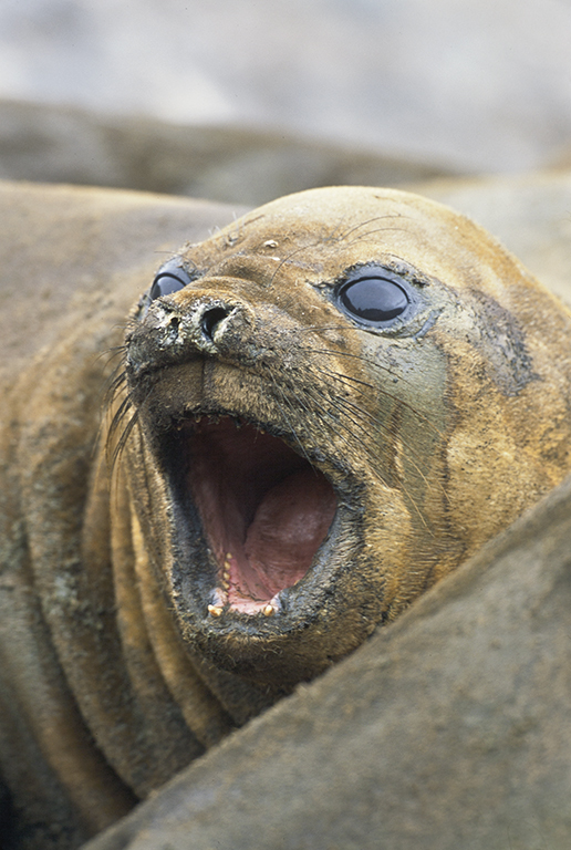 Image of South Atlantic Elephant-seal