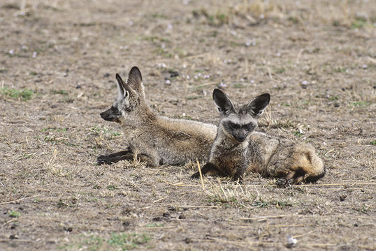 Image of Bat-eared fox