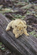 Image of African Lion