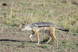 Image de chacal à chabraque