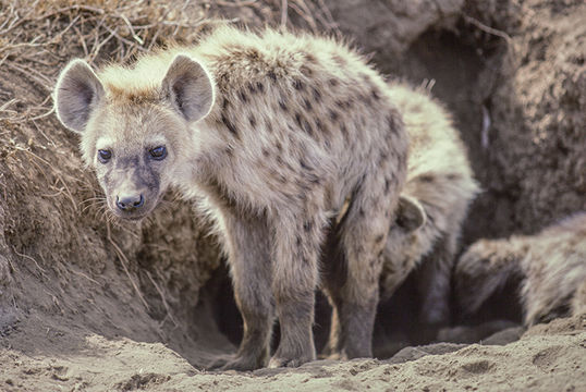 Image of Spotted Hyena