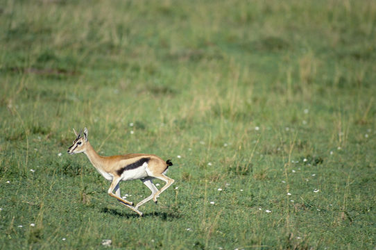 Image of Thomson's Gazelle