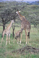 Plancia ëd <i>Giraffa camelopardalis tippelskirchi</i>