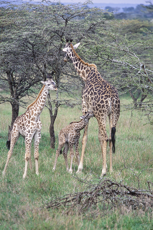 Image of Masai Giraffe