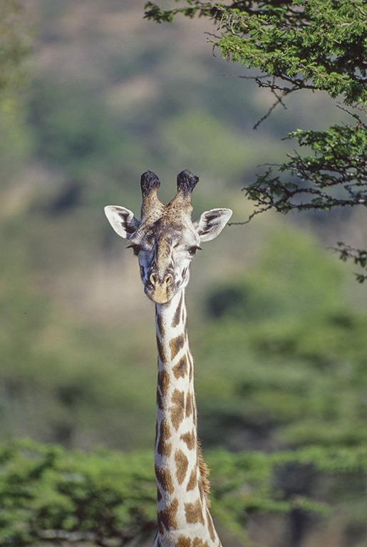 Plancia ëd <i>Giraffa camelopardalis tippelskirchi</i>