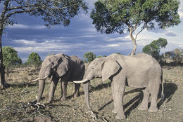 Image of African bush elephant