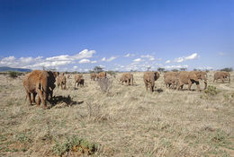 Image of African bush elephant