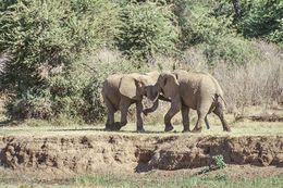 Image of African bush elephant