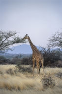 Image of Reticulated Giraffe