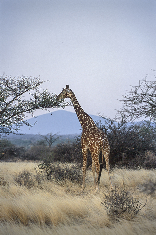 Plancia ëd <i>Giraffa camelopardalis reticulata</i>