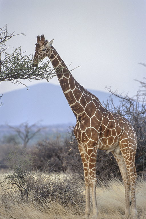 Plancia ëd <i>Giraffa camelopardalis reticulata</i>