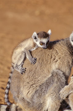 Image of Ring-tailed Lemur