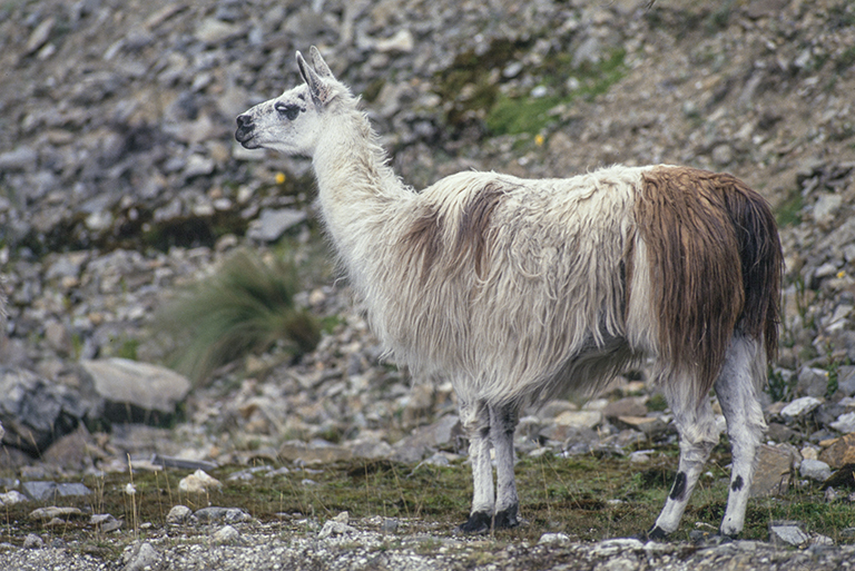 Image of llama