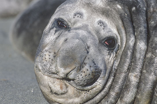 Image of South Atlantic Elephant-seal