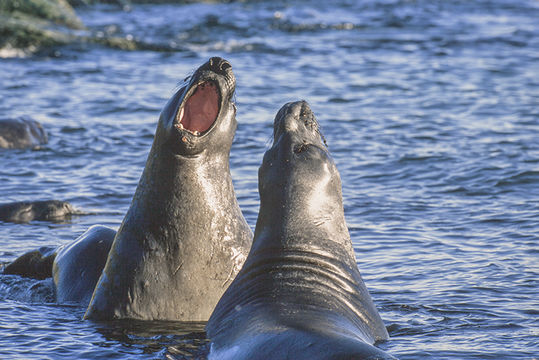 Image of South Atlantic Elephant-seal