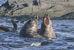 Image of South Atlantic Elephant-seal