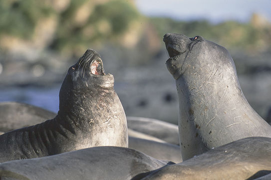 Image of South Atlantic Elephant-seal