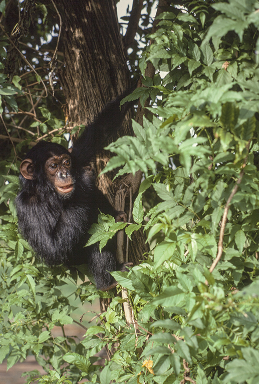 Image of chimpanzee