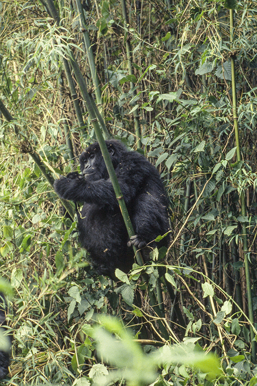 Image of Eastern Gorilla