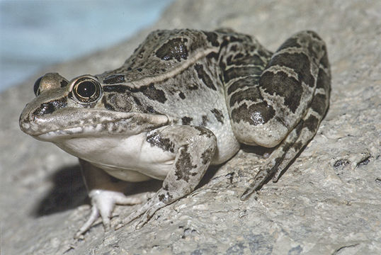 Image of Northern Leopard Frog