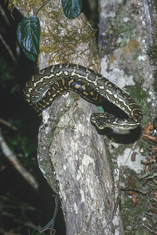 Image of Morelia spilota mcdowelli Wells & Wellington 1984