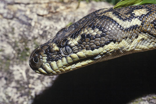 Image of Morelia spilota mcdowelli Wells & Wellington 1984